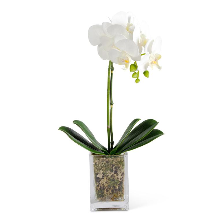 17" Orchid in Glass Vase