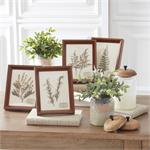 9.25 Inch Dried Botanical Framed Art