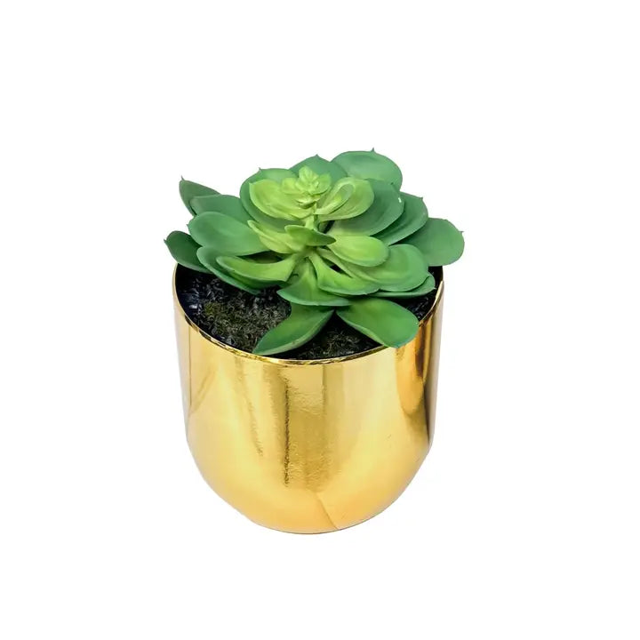 Potted Succulent Yucca in Gold Pot