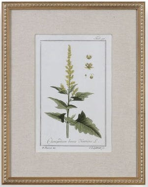 Botanical Art 18"Wx23"H