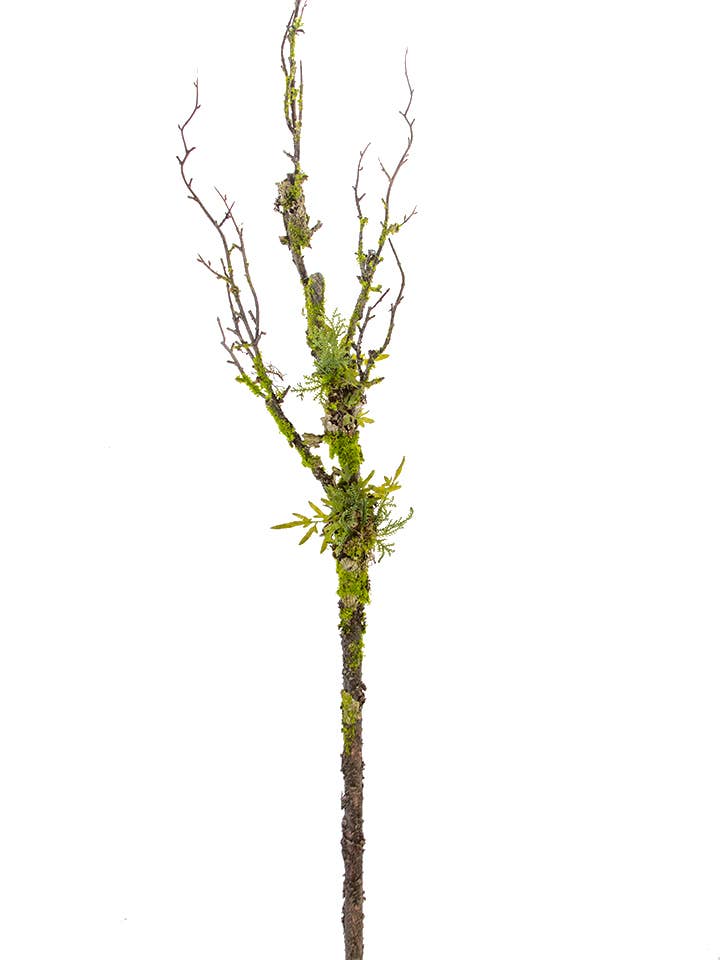 54" Moss Twig Branch