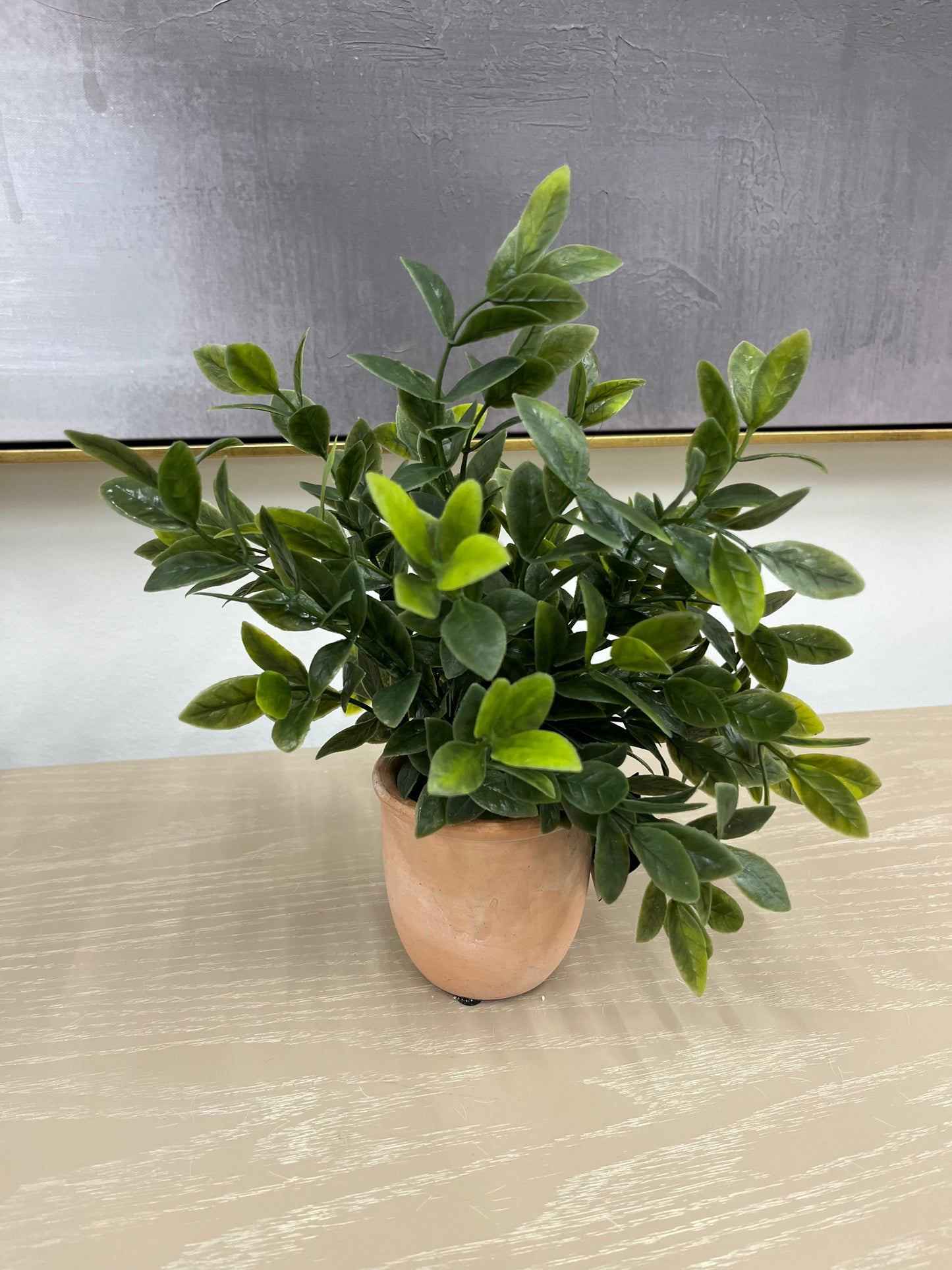 11" Herb w/ Terracotta Pot