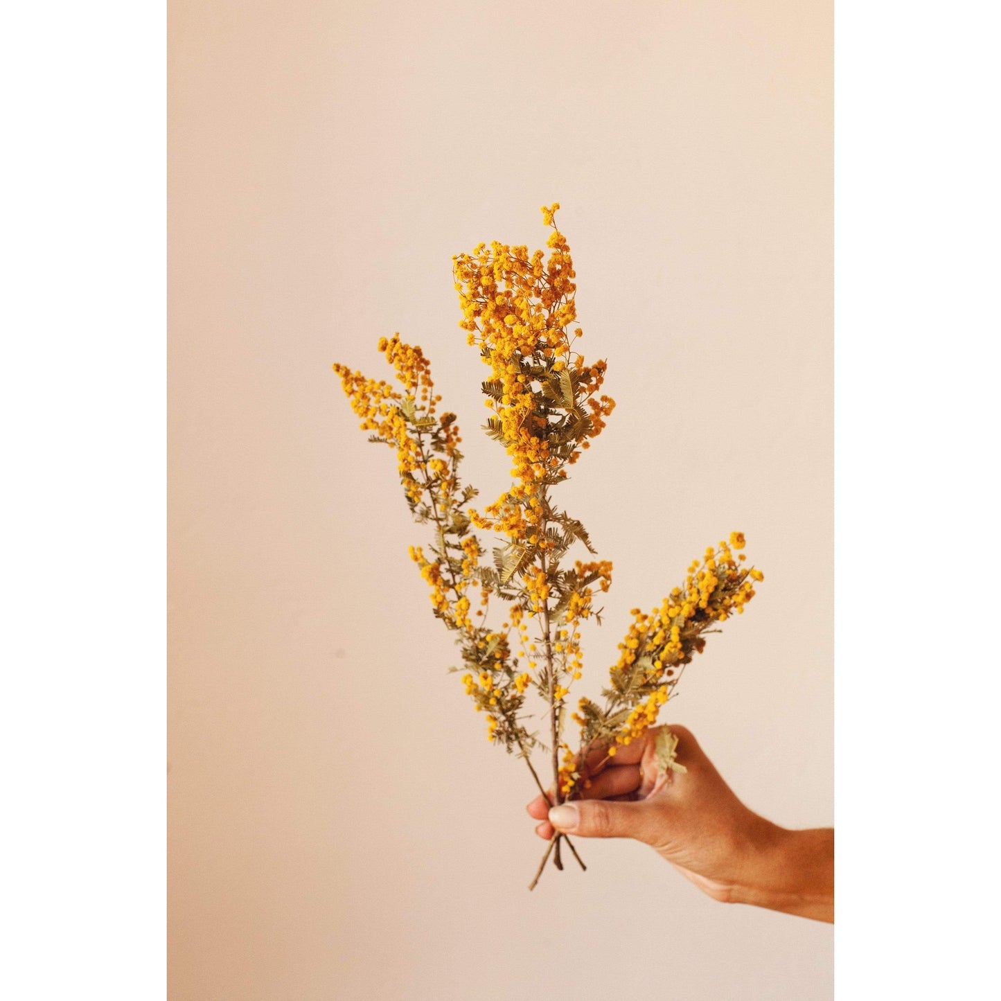 Touch-Me-Not Preserved Floral Stem, 18"H
