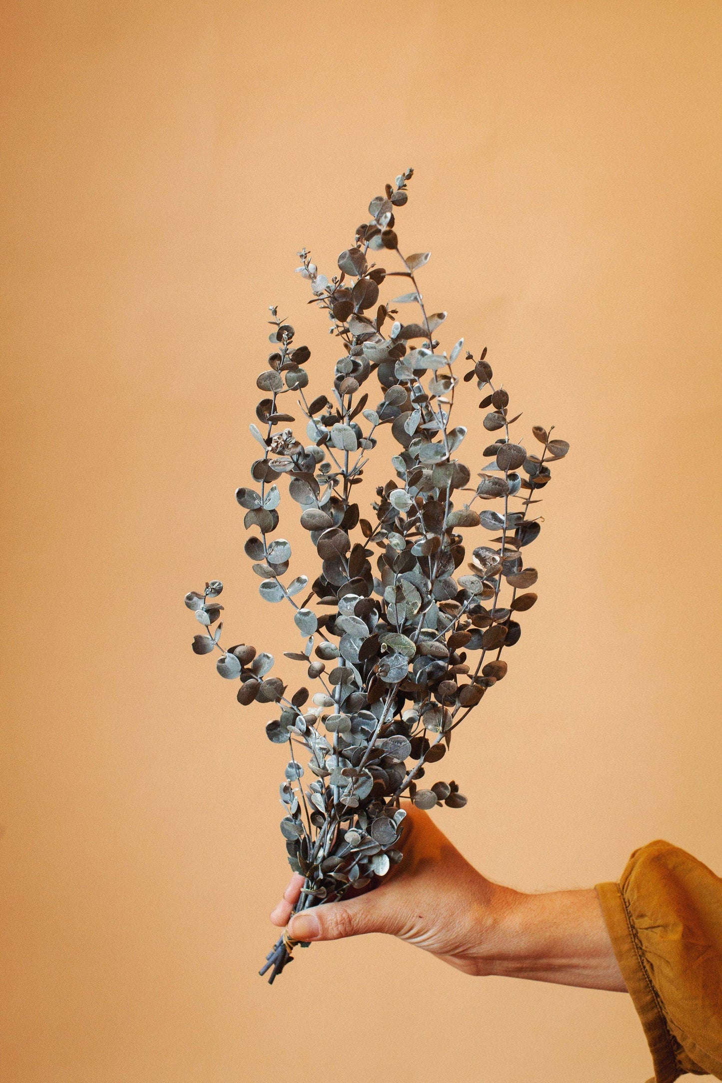 Real Frosted Eucalyptus Preserved, 18"H