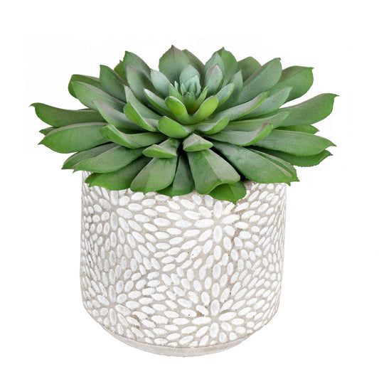 6" Succulent w/ Printed Pot