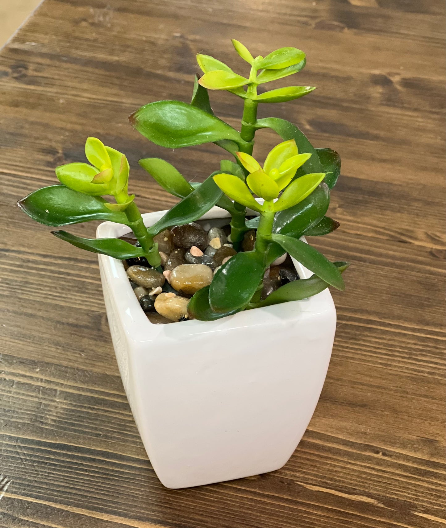 Succulent White Ceramic Pot