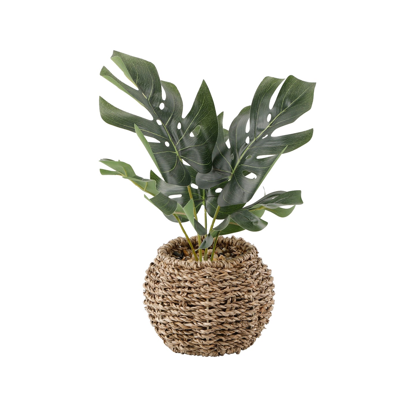 Split Leaf Plant 6" Basket