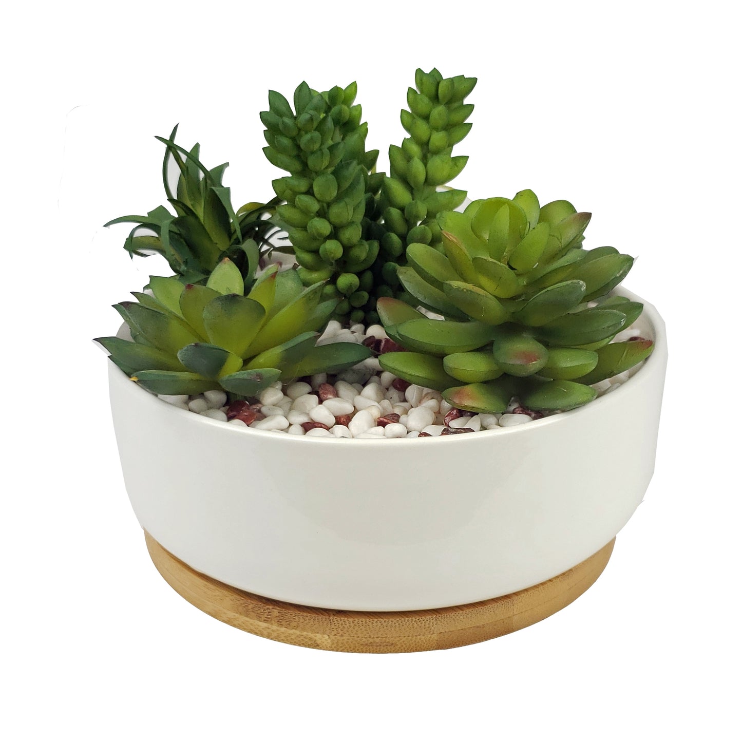 Succulent