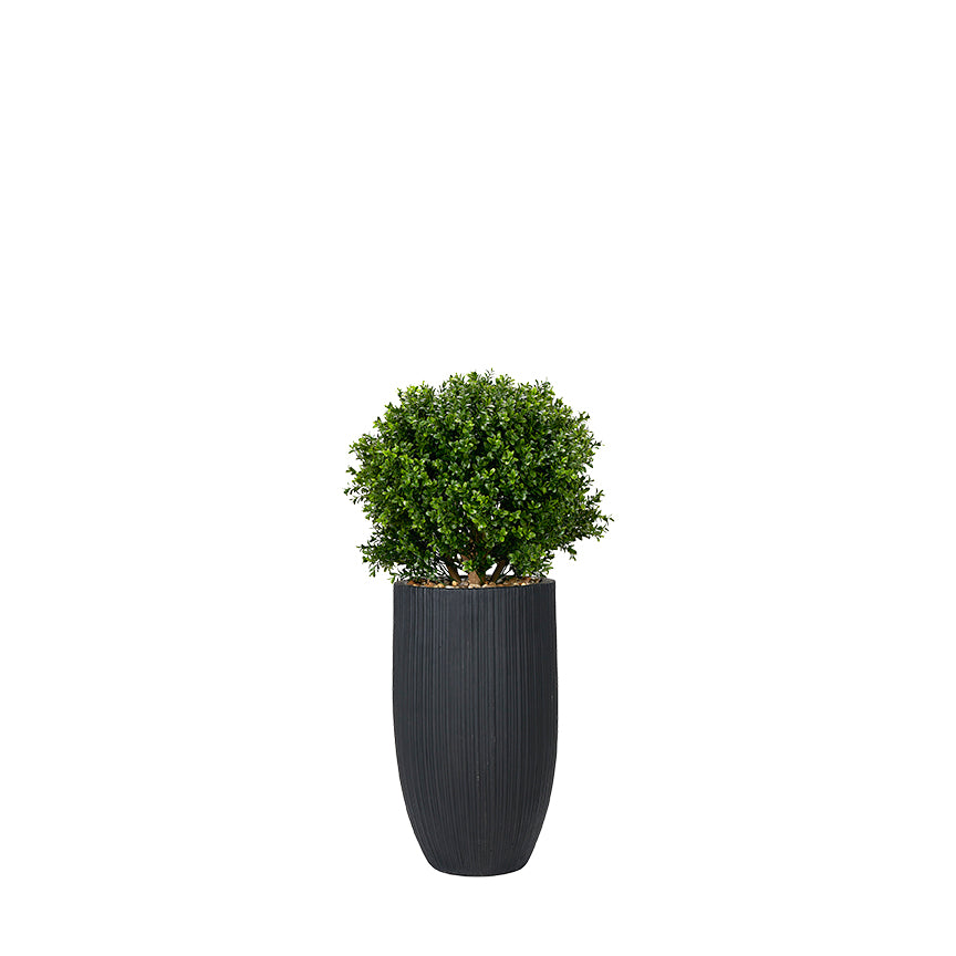 Boxwood in Black Planter