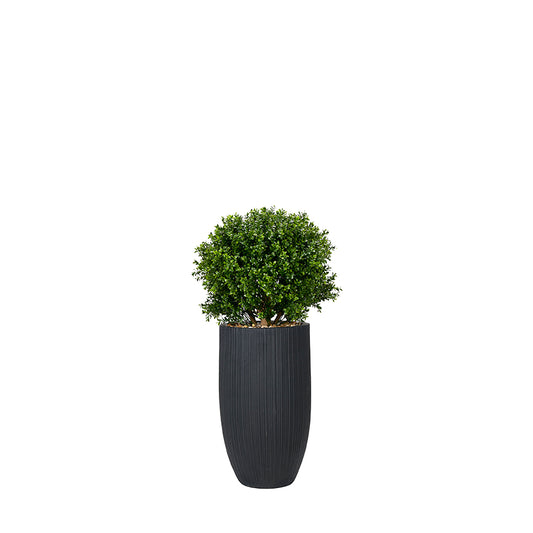 Boxwood in Black Planter