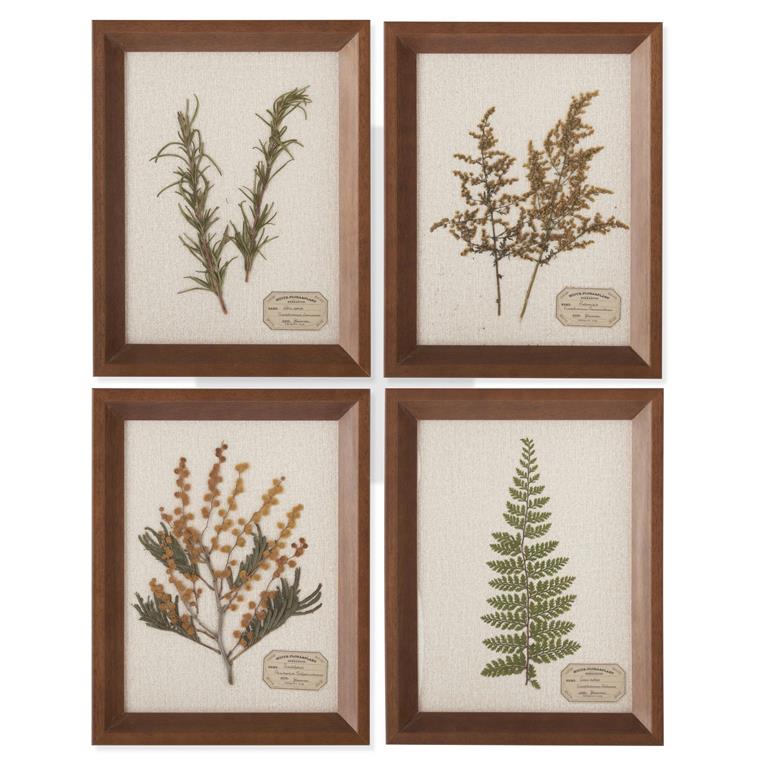 9.25 Inch Dried Botanical Framed Art