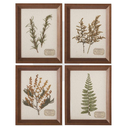 9.25 Inch Dried Botanical Framed Art