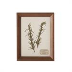 9.25 Inch Dried Botanical Framed Art