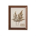 9.25 Inch Dried Botanical Framed Art