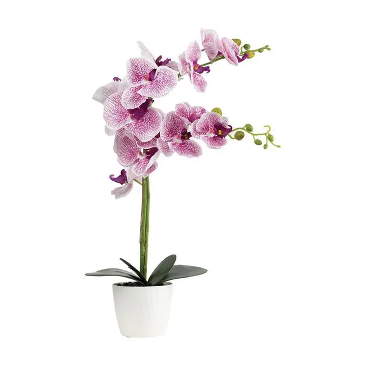Orchid in White Pot