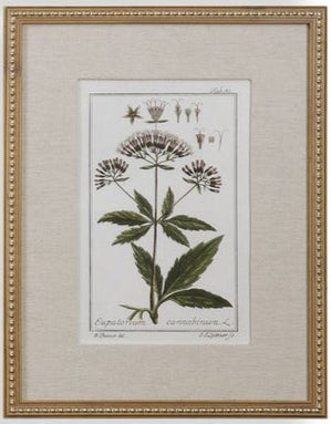 Botanical Art 18"Wx23"H