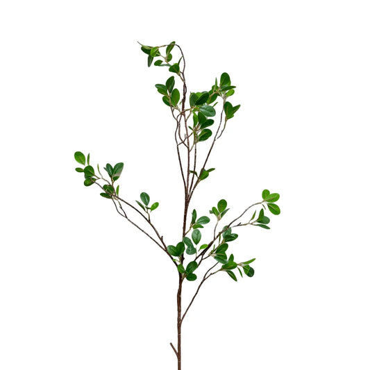 42" Aglaia Odorata Spray
