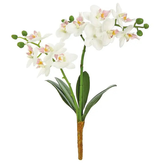 16" Phalaenopsis Orchid Plant