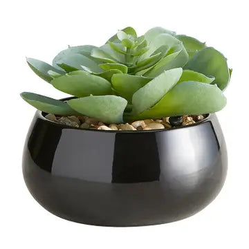 Black Pot Succulent