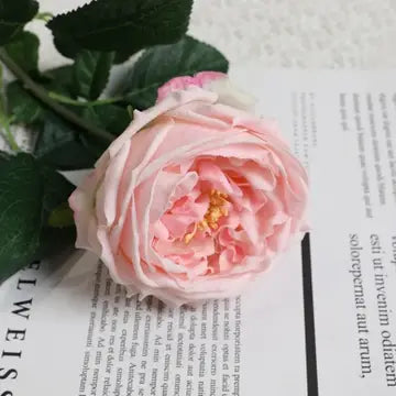 17" English Austin Cabbage Rose stem Soft pink