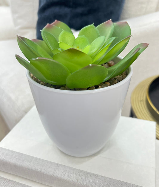 Succulent in White Pot