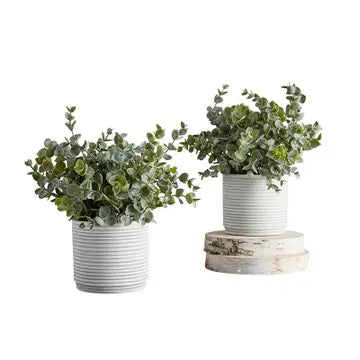 Grey Potted Succulent