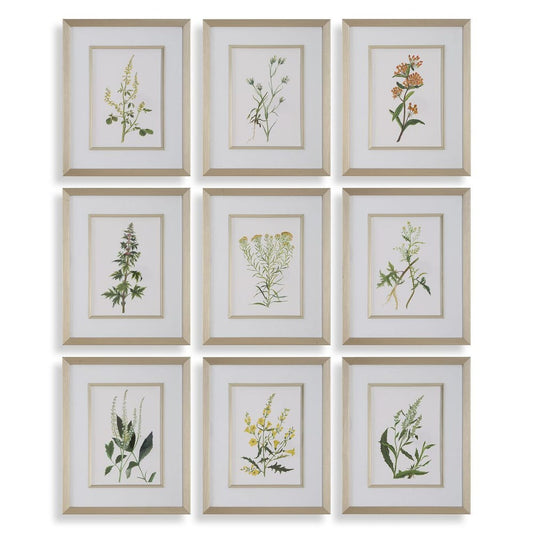 Framed Botanical Prints S/9 17"x21"