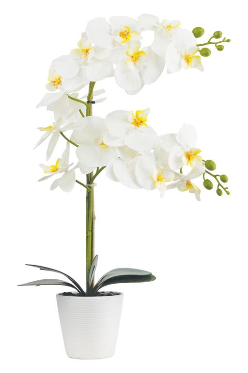 Orchid in White Pot