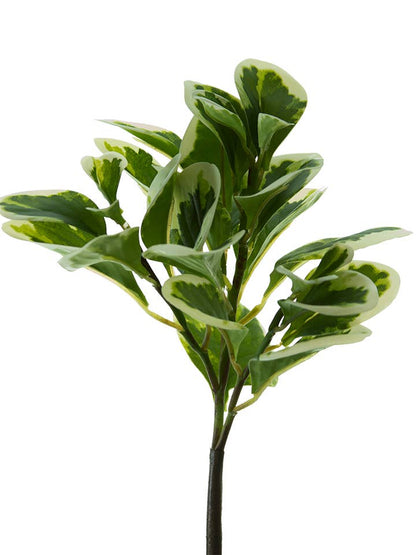 12" Green Peperomia Bush