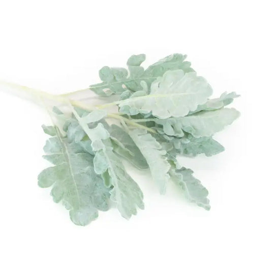 Dusty Miller Spray 17"