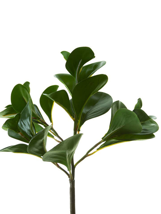 12" Green Peperomia Bush