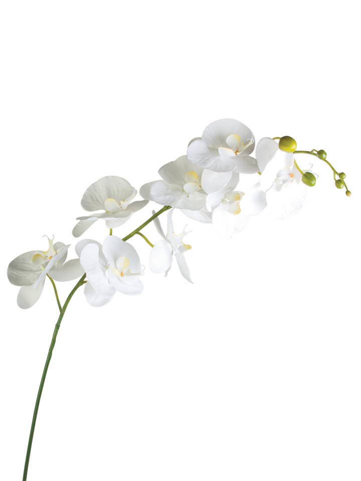 60" Real Touch White Orchid