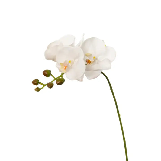 30" Real Touch White Orchid