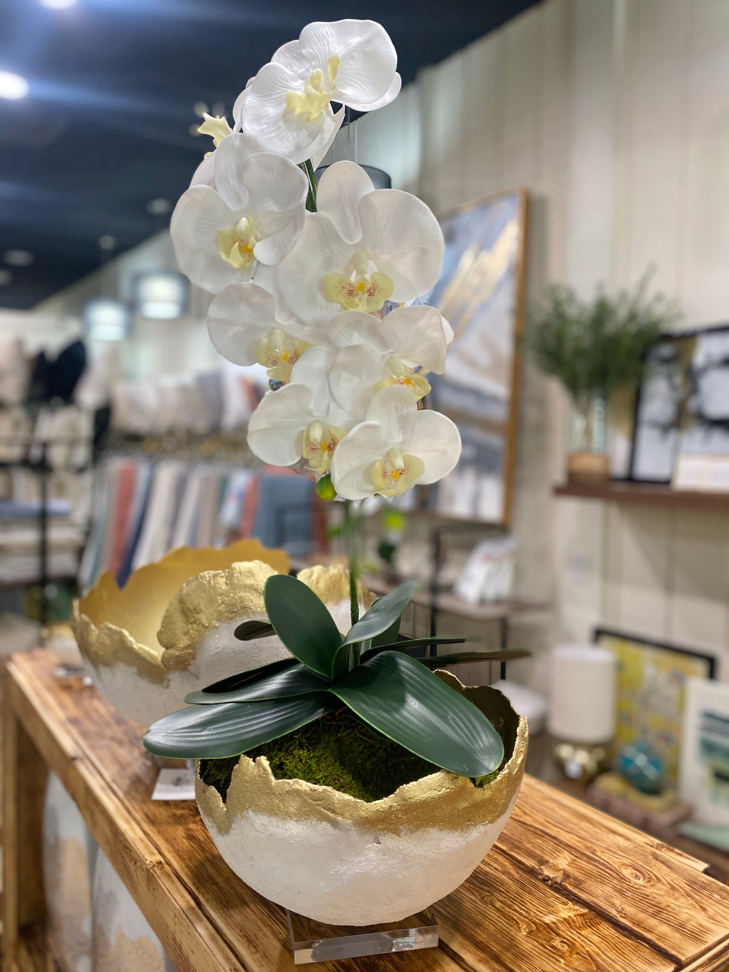 Orchid in White Concrete Bowl Medium