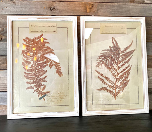 Fern Botanical Prints in Rust Set of 2