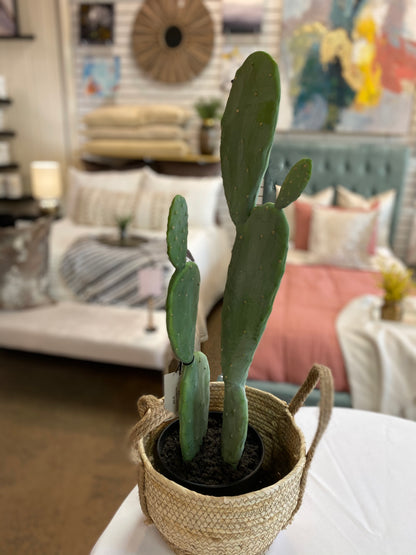 Faux Cactus in Black Pot