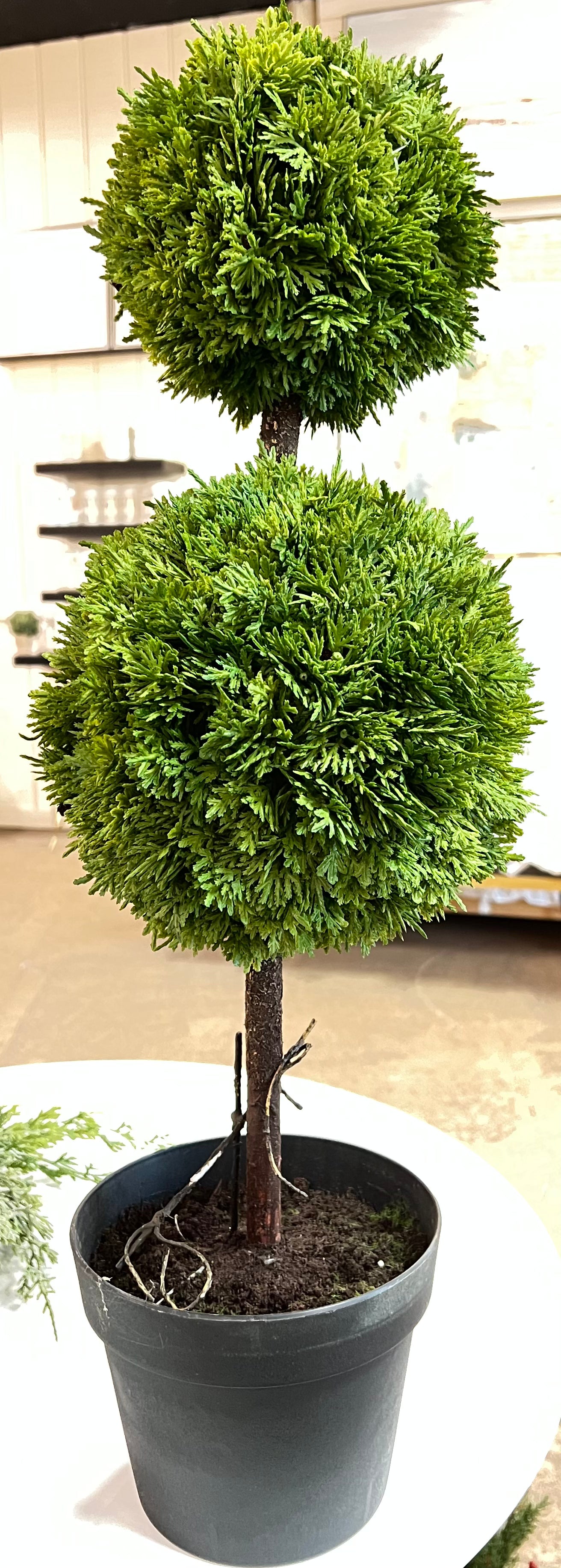 28" Fresh Touch Cypress Topiary in Pot