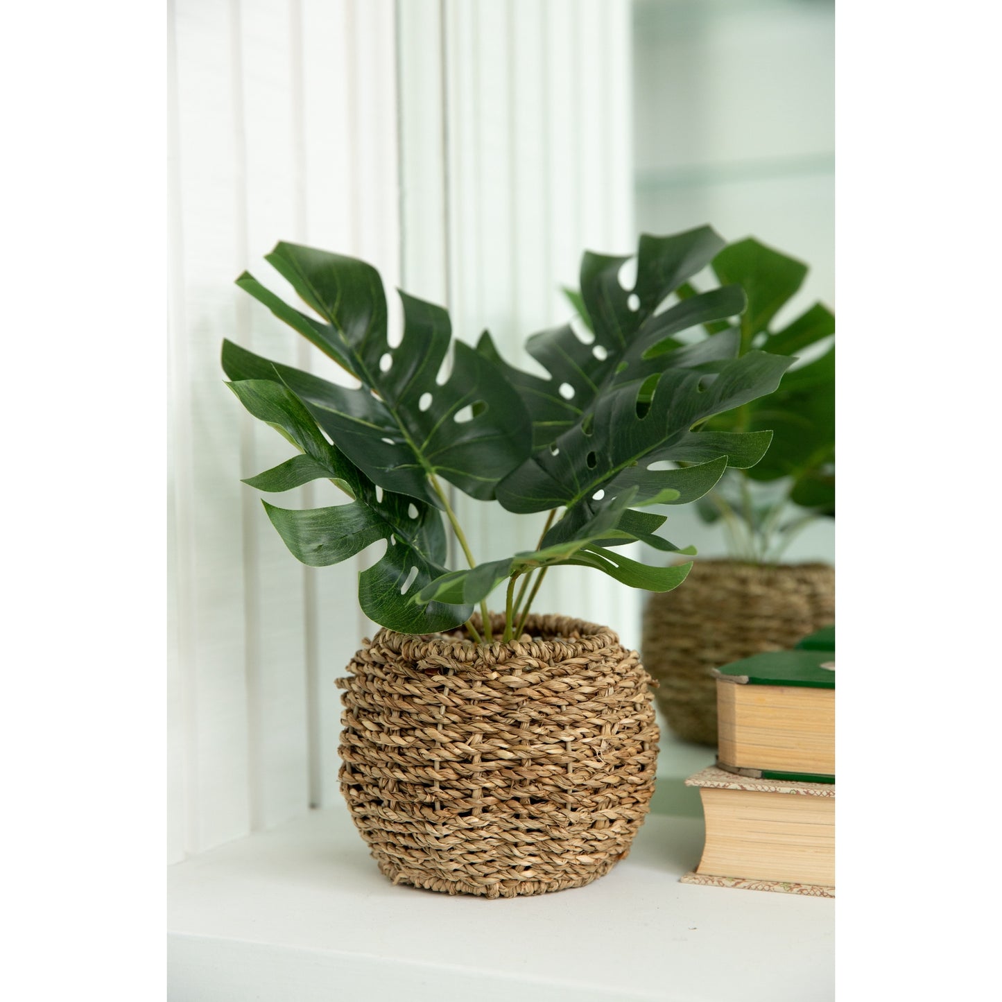 Split Leaf Plant 6" Basket